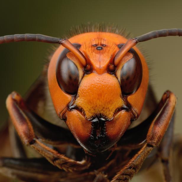 Close up of Japanese giant hornet.