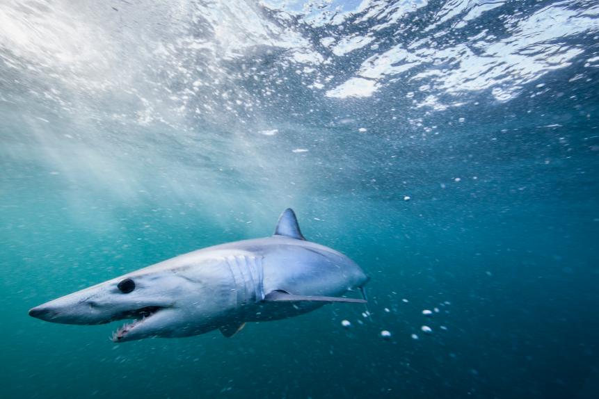 Isurus oxyrinchus (Mako Shark) in the Hauraki Gulf, New Zealand.
May 2015
Photograph Richard Robinson © 2015.