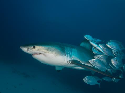 New Canadian Law is Great News for Mako Sharks