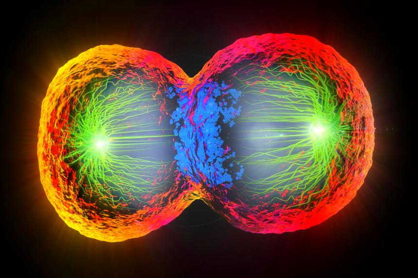 3d illustration of cell division, cell membrane and a splitting red nucleus.