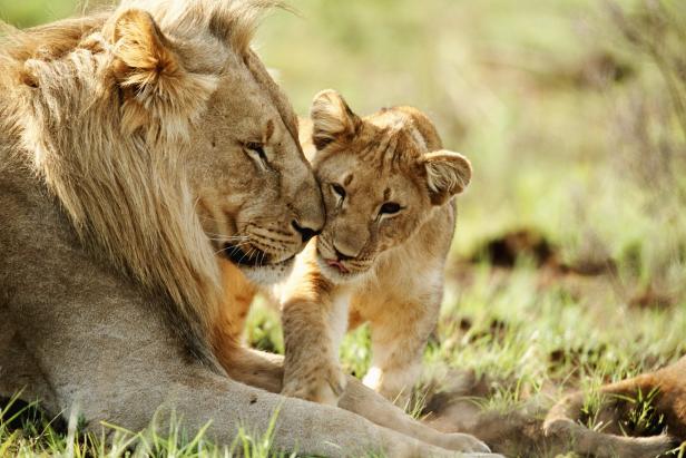 Happy Father's Day from these Wild Dads | Nature and Wildlife | Discovery