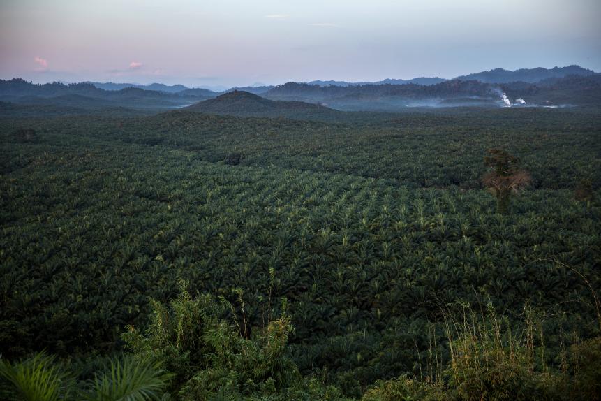 Palm oil trees stand at a palm oil farm in Myanmar. Photographer: Taylor Weidman/Bloomberg