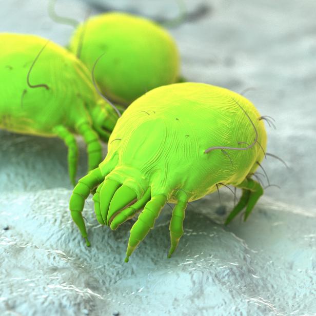 Dust mites, computer illustration.