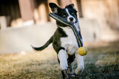 How Enrichment Toys Keep Your Dog Happy and Healthy — Golden