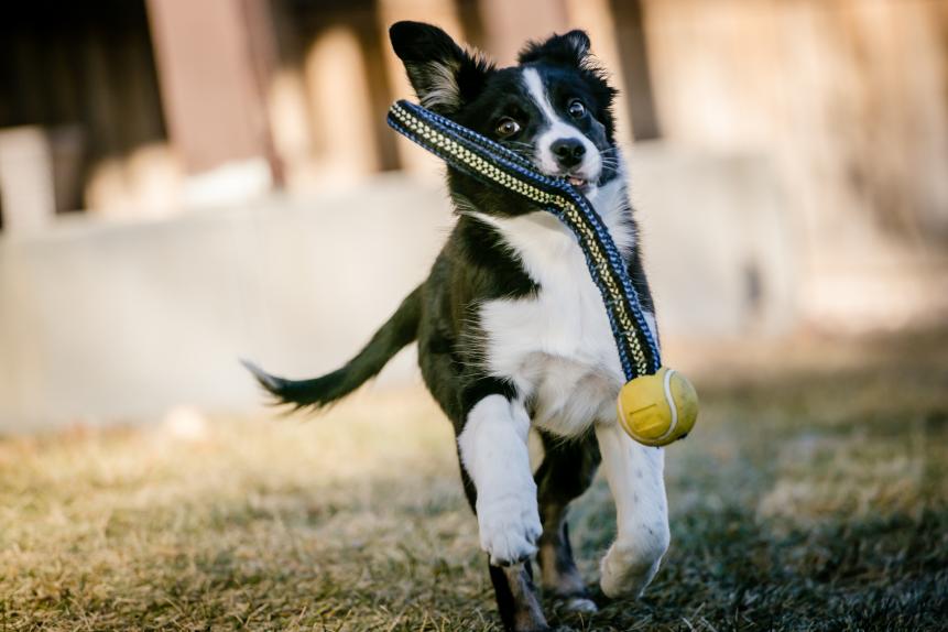 Border Collie puppy fetching toy in full action