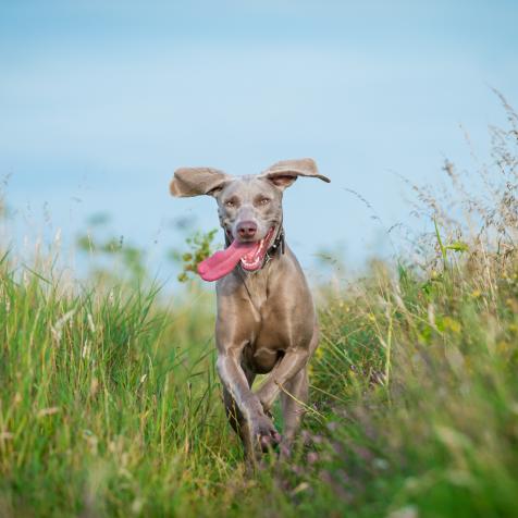 A portrait of a Weimaraner Dog running towards the camera in the countryside amongst the grass, with tongue out.