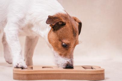 How Enrichment Toys Keep Your Dog Happy and Healthy — Golden