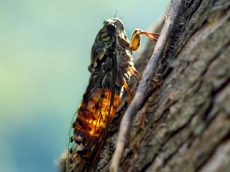 cicada singing on a tree in the summer sun