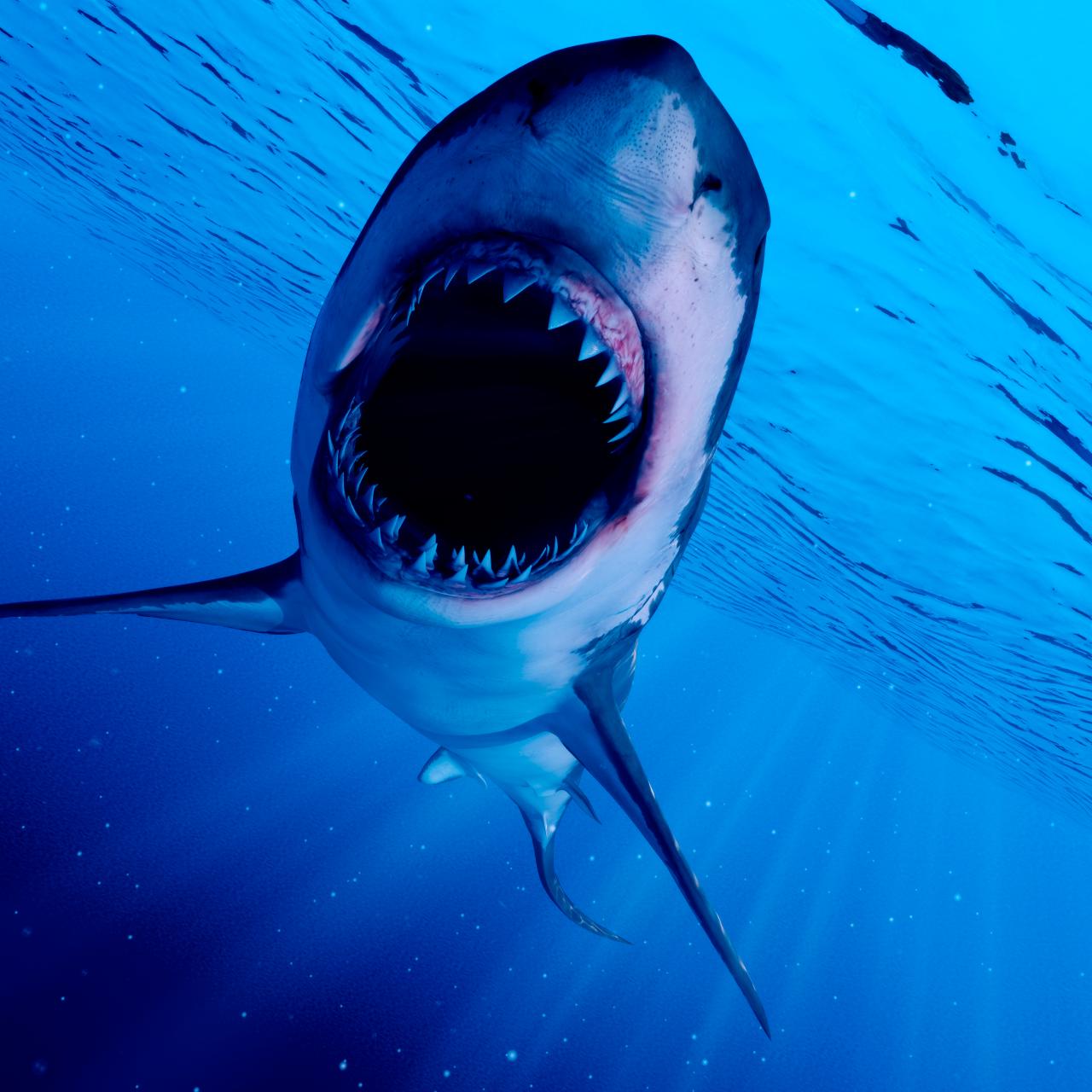 Theres a Lot You Dont Know About Sharks Nature and Wildlife Discovery image