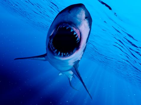 There’s a Lot You Don’t Know About Sharks