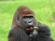 Zoo Miami is taking every precaution to protect its gorilla population from COVID-19.