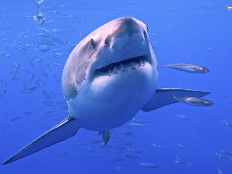 The Amazing World of Sharks