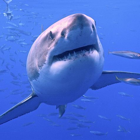 Great White Shark, also known as the Apex predator of the ocean is one of the most feared creature on earth. Its reputation of a "Man Eater" that depicts fear and terror. In actuality this animal, also known as the White Pointer, is not at all a Vicious killer.