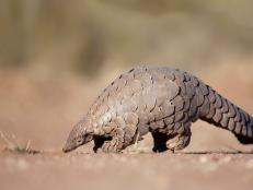 China is removing one of the world’s most trafficked animals, the pangolin, from its list of animals used for traditional medicine.