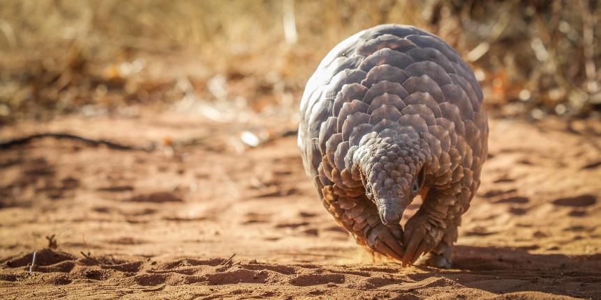Most trafficked animal - The Pangolin