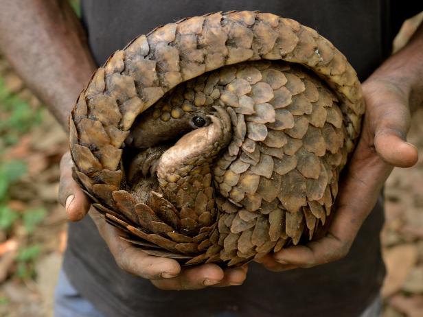 China Is Taking Action To Save The Critically Endangered Pangolin ...