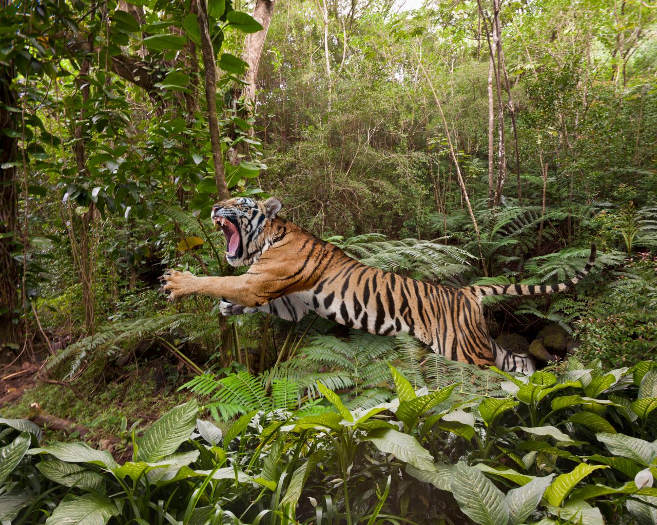 Mirror Now - July 29 is celebrated as International Tiger Day, here are  some unique facts YOU must know about the magnificent but endangered big  cat - The Royal Bengal Tiger. 🐯👇✨ #