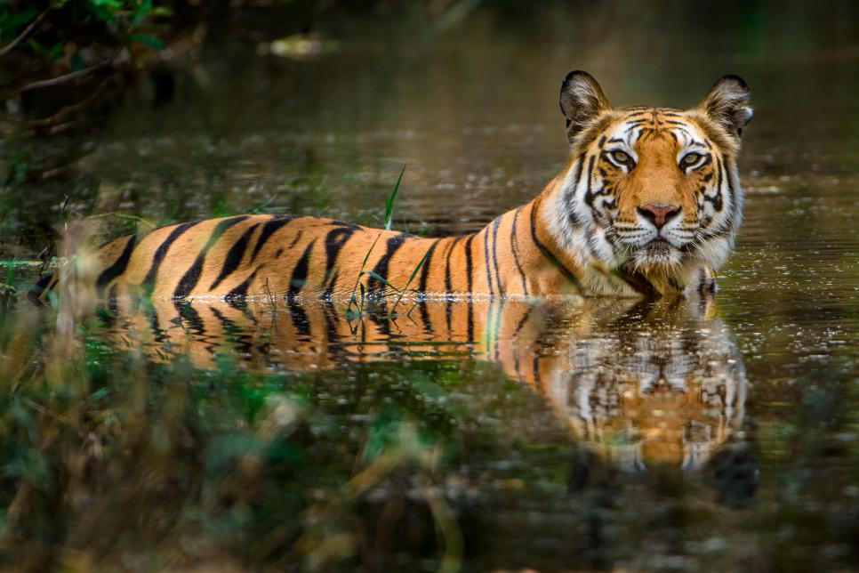 Celebrate International Tiger Day with Project C.A.T | Nature and ...