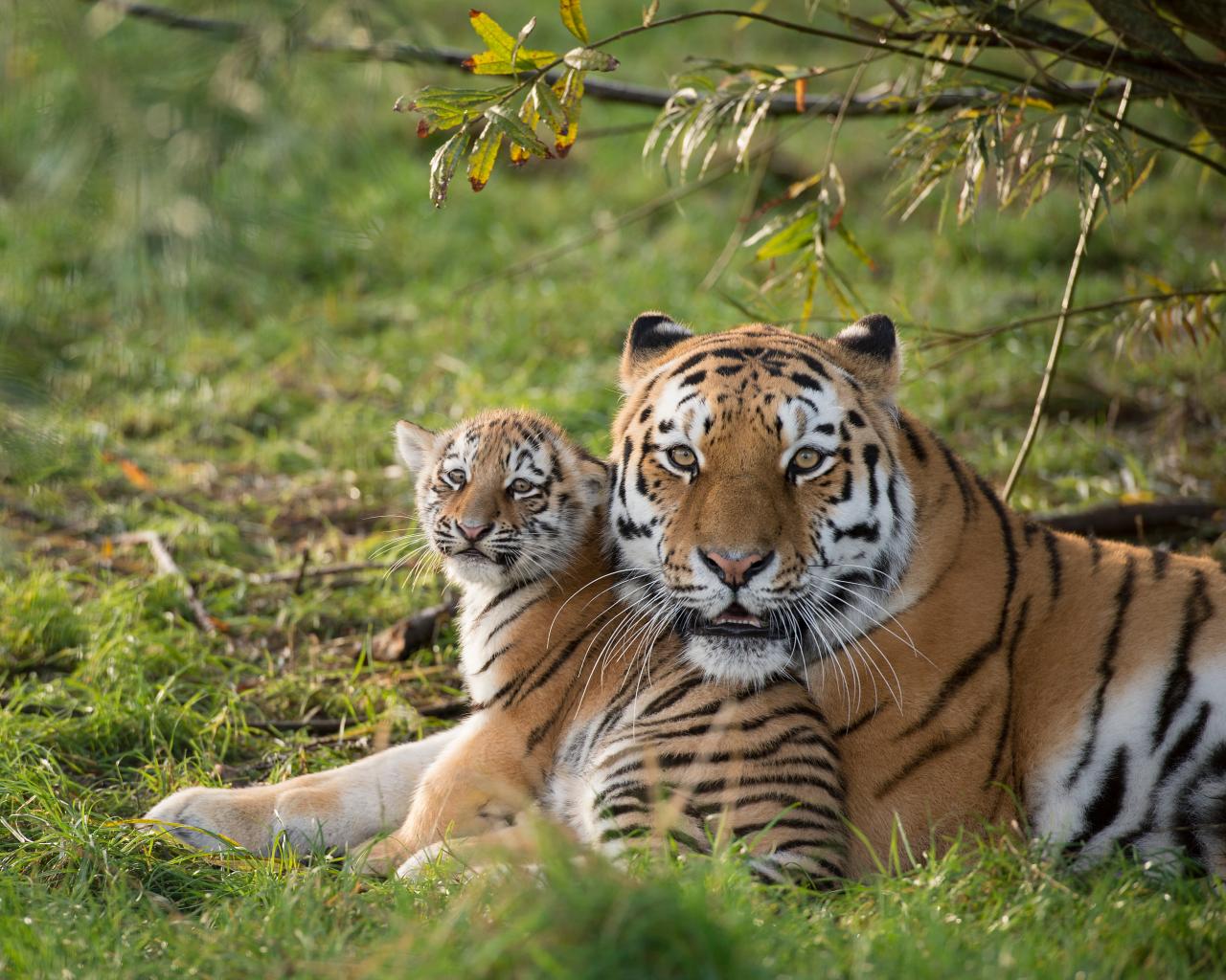 Mirror Now - July 29 is celebrated as International Tiger Day, here are  some unique facts YOU must know about the magnificent but endangered big  cat - The Royal Bengal Tiger. 🐯👇✨ #