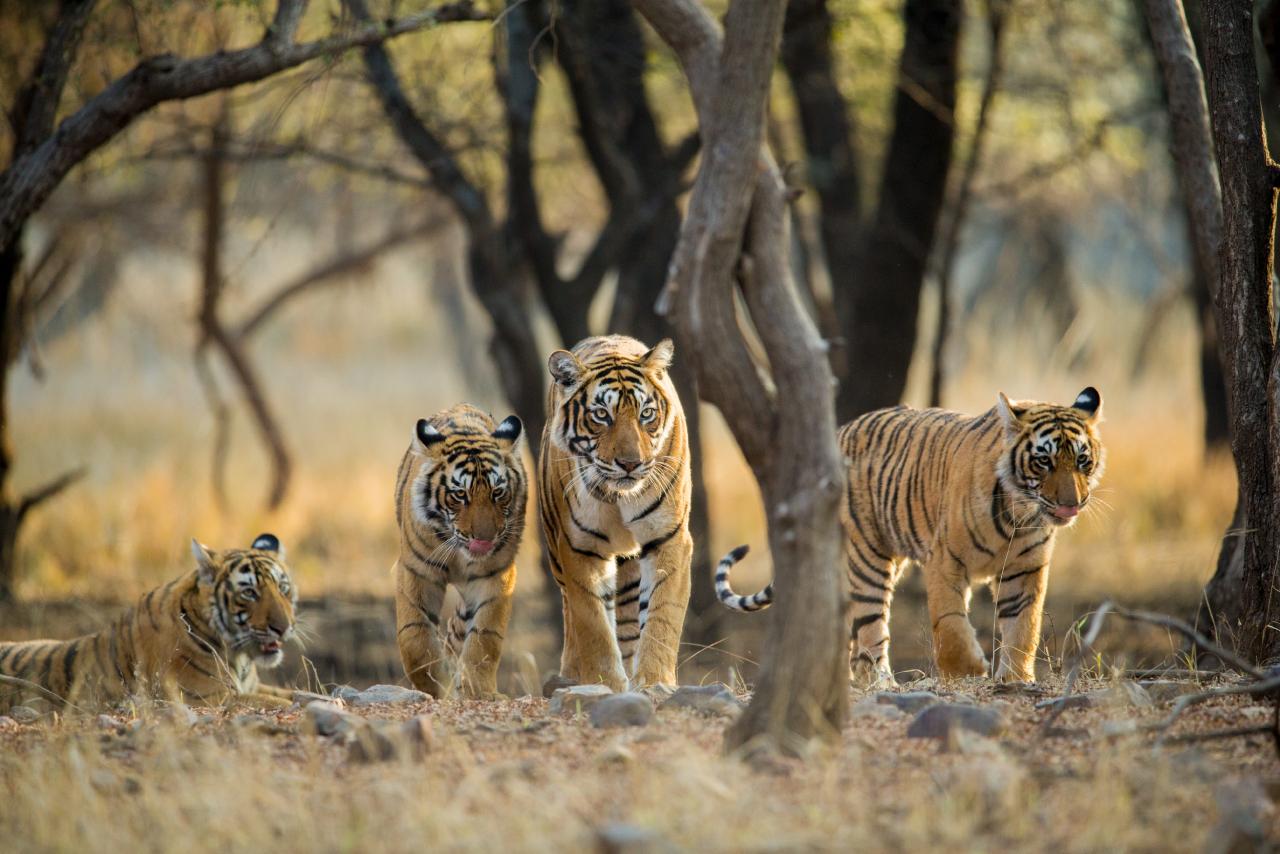 Mirror Now - July 29 is celebrated as International Tiger Day, here are  some unique facts YOU must know about the magnificent but endangered big  cat - The Royal Bengal Tiger. 🐯👇✨ #