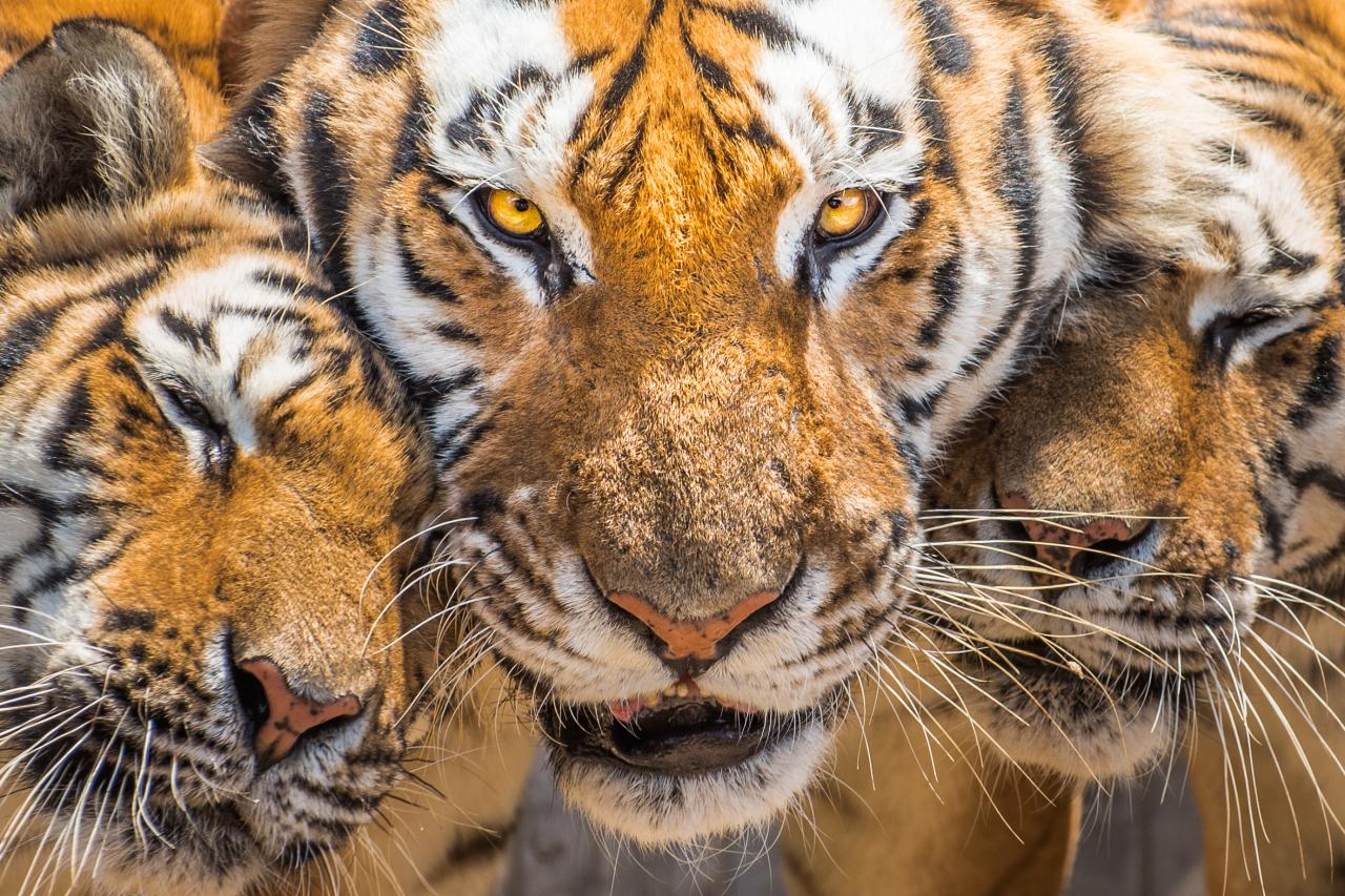 Mirror Now - July 29 is celebrated as International Tiger Day, here are  some unique facts YOU must know about the magnificent but endangered big  cat - The Royal Bengal Tiger. 🐯👇✨ #