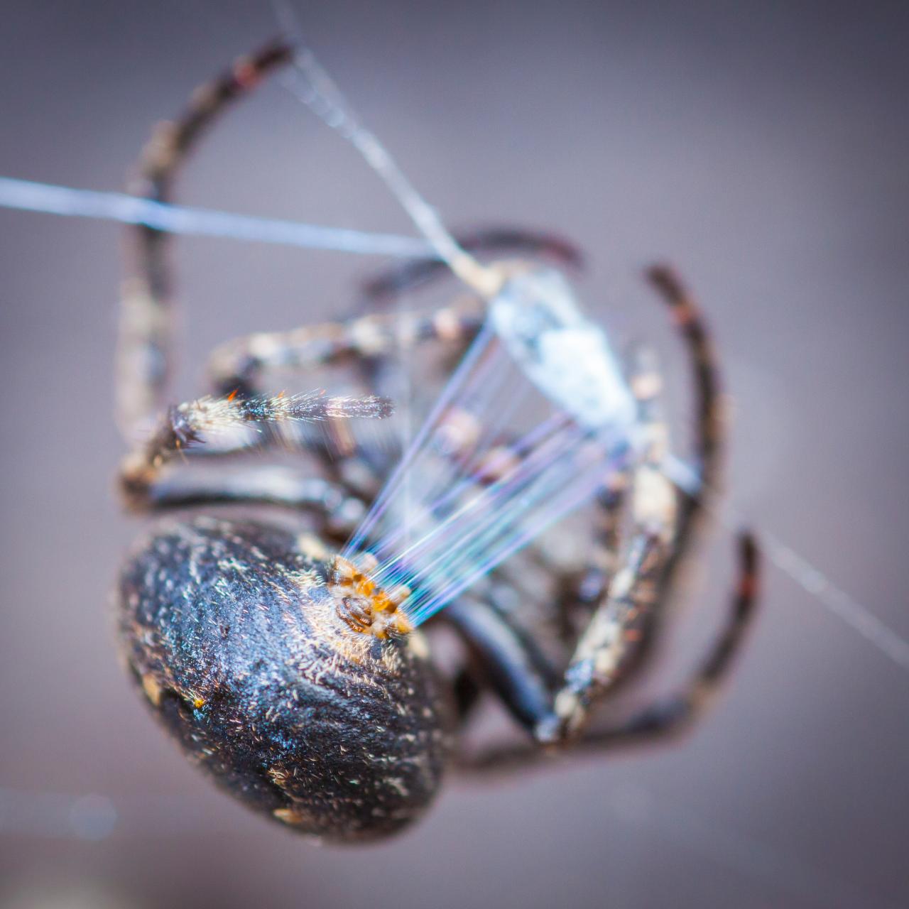 Spider Uses Its Web Like a Giant Engineered Ear