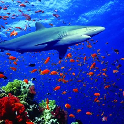 Save the Sea Animals with Discovery and Oceana | Nature and Wildlife |  Discovery