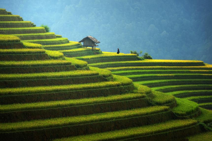 Rice fields on terraced in rainny season at Mu cang chai, Vietnam. Rice fields prepare for transplant at Northwest Vietnam
