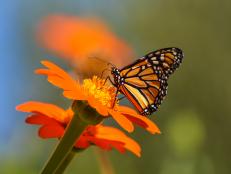 The monarch butterfly is one of the most recognizable species in the country. Its bright orange wings framed with black speckled trim and shadowed veined stripes has earned the species the name of “common tiger” in some regions.