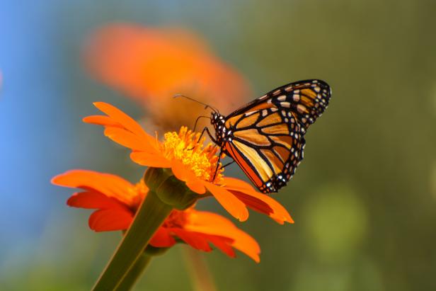Tries to Save Monarch Butterflies | Nature and Wildlife | Discovery