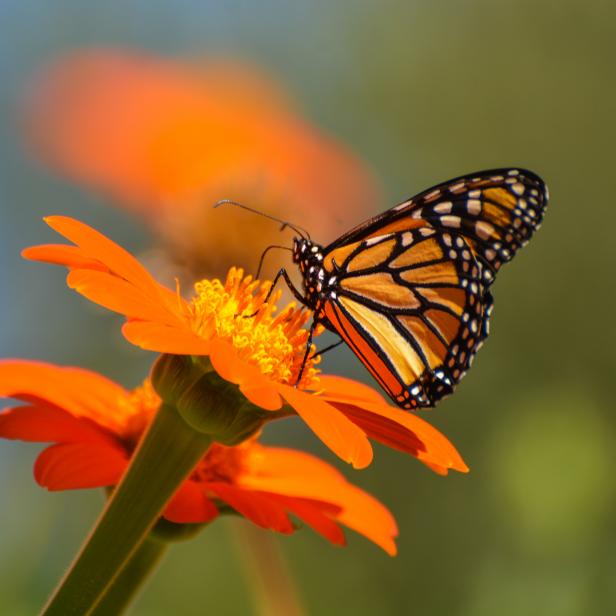Monarch Butterfly nectaring on Mexican Sunflower in the garden