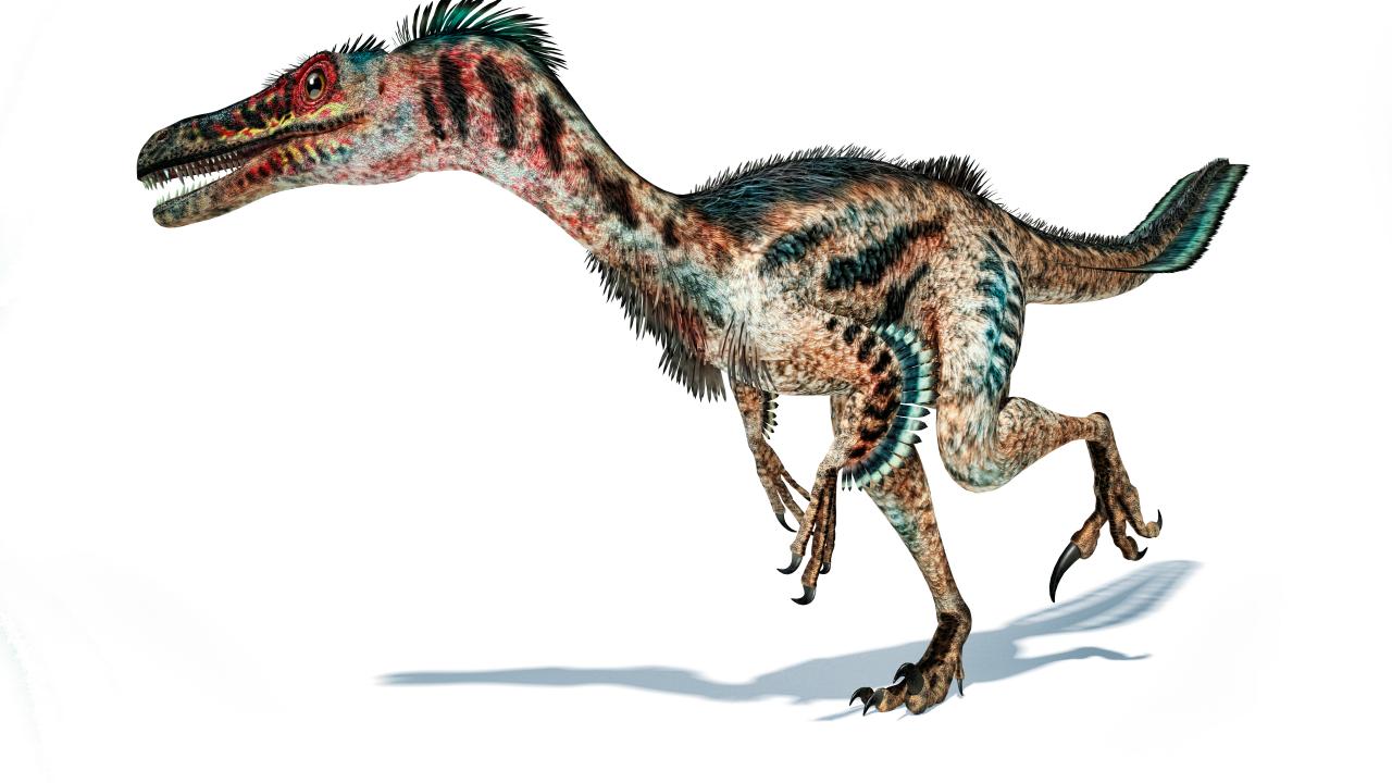 Baby Raptor Fossil Found in Alaska | Discovery, image size:1280x720