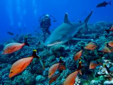Sharks are “too rare to fulfill their normal role in the ecosystem” according to a new study, and have become “functionally extinct” in one of five of the world’s coral reefs.