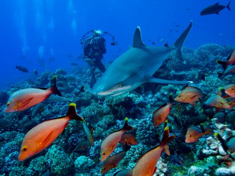 Sharks are Nearly Extinct in the World's Reefs