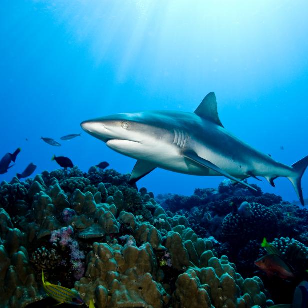 Shark dive at dive site known a "Tiki", features Gray reef sharks (Carcharhinus amblyrhynchos), highlighted by streaks of sunlight.  These majestic animals are frequent visitors to the reefs of Moorea.