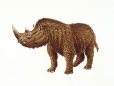 Russian Scientists are hypothesizing that the last living Woolly Rhino was eaten as the last meal of a puppy!