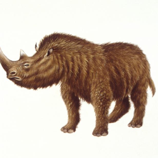 UNSPECIFIED - AUGUST 14:  Illustration of Woolly Rhinoceros (Coelodonta antiquitatis)  (Photo by De Agostini via Getty Images/De Agostini via Getty Images)