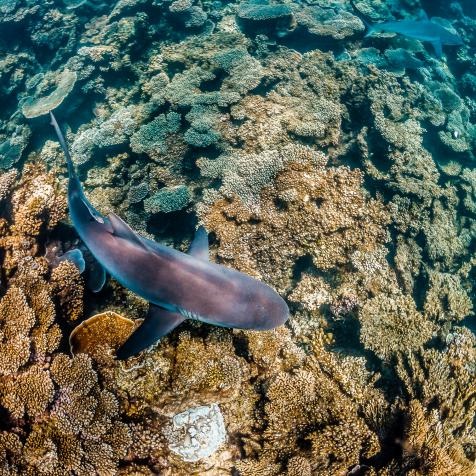 Reef shark shot from above swimming over the reef