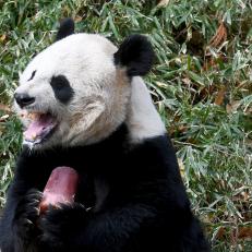 WASHINGTON, DC -FEBRUARY 2:
Mei Xiang, the female Giant Panda at the National Zoo, begins to devour a frozen treat in the sunshine of her outside enclosure February 02, 2020 in Washington, DC.  Temperatures will rise to mid 60's Monday under mostly cloudy skies.
(Photo by Katherine Frey/The Washington Post via Getty Images)