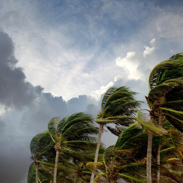 close up palm trees during windy tropical storm over dramatic sky in Florida