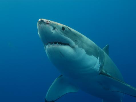 The Jaws Boat is Being Rebuilt, But This Time to Save Sharks