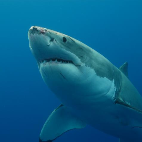 Great White shark. As seen on GREAT WHITE SHARK: UNCAGED.