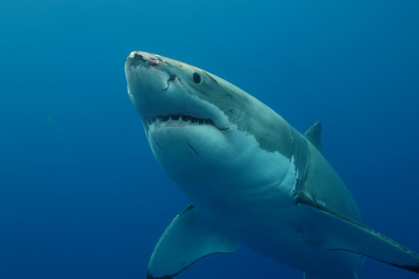 GREAT WHITE SHARK: UNCAGED