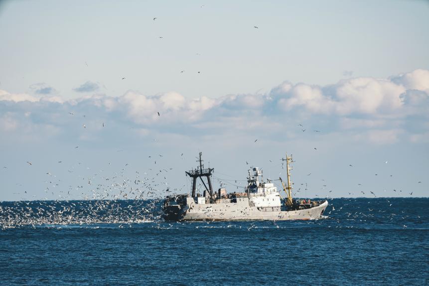 Fishing boat trawling in the Black Sea surrounded by a mass of seagulfs.