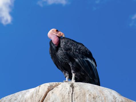 Condors are Missing in California’s Wildfire Blaze