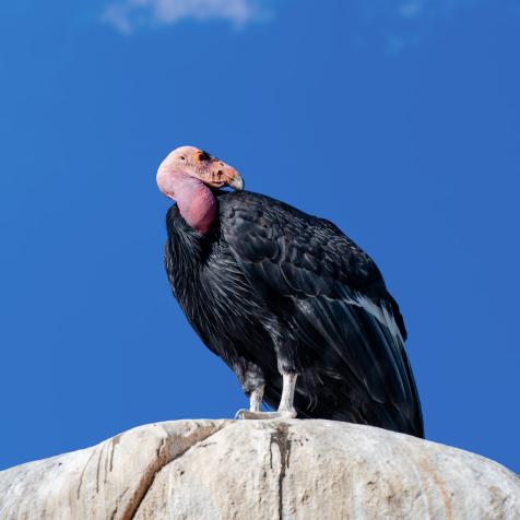 The California Condor is the largest bird in North America.  They are endangered species. Condors feed on carcasses of deer, pigs, cattle, sea lions, whales, and other animals. The population now is about 230 free-flying birds in California, Arizona, and Baja California with another 160 in captivity.