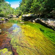 Colorful endemic freshwater plants known as macarenia clavigera create colorful natural tapestries at Cristales Selva in Cano Cristales river, commonly called the River of Five Colors or the Liquid Rainbow. (Photo by: Kike Calvo/Universal Images Group via Getty Images)