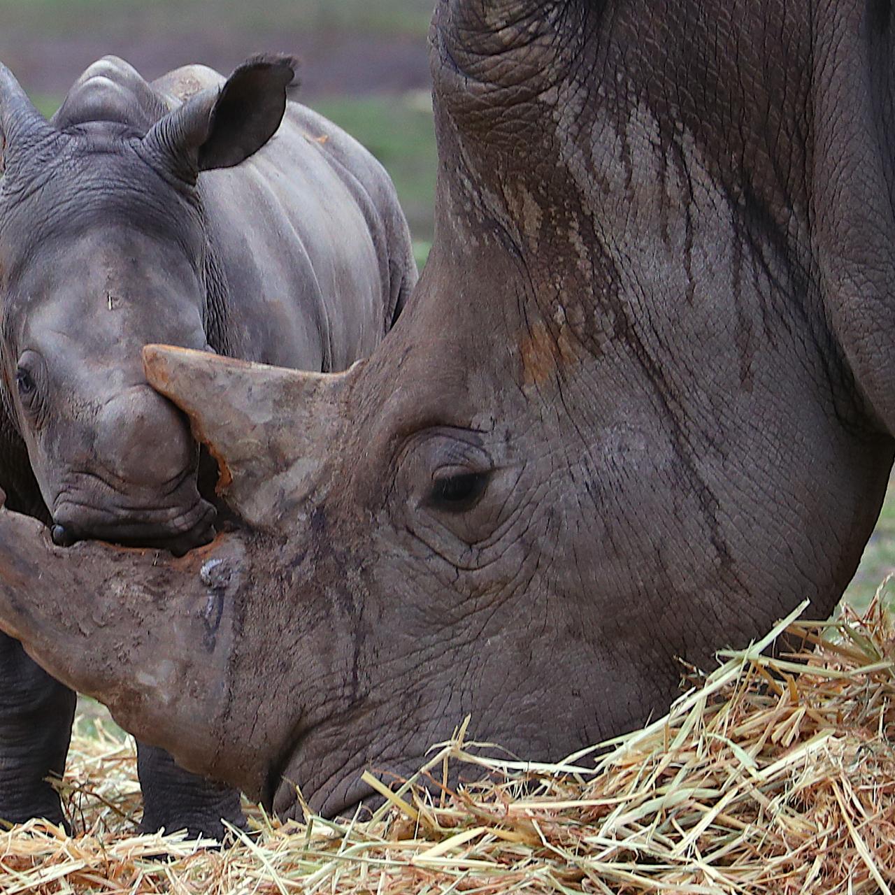 Five Ways You Can Save the Rhinos, Nature and Wildlife