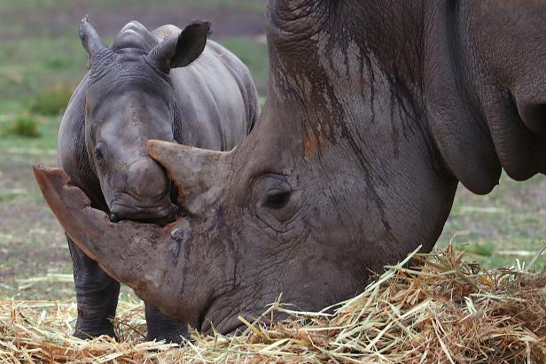 Five Ways You Can Save the Rhinos | Nature and Wildlife | Discovery