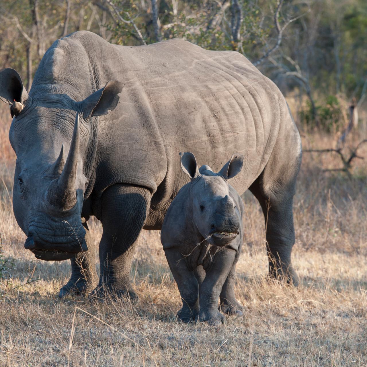 Rhino Rescue: Changing the Future for Endangered Wildlife (Firefly Animal  Rescue)